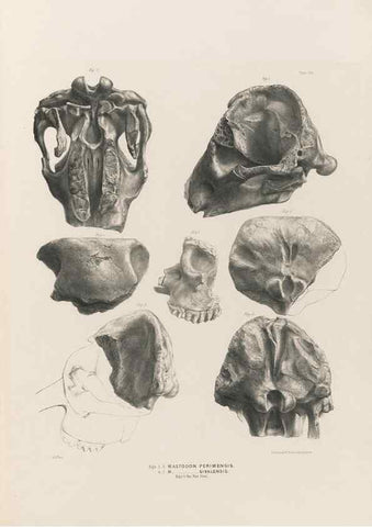 Reproducción/Reproduction 49227976992: Fauna antiqua sivalensis, being the fossil zoology of the Sewalik Hills, in the north of India. London :Smith, Elder and Co.,1846.. 