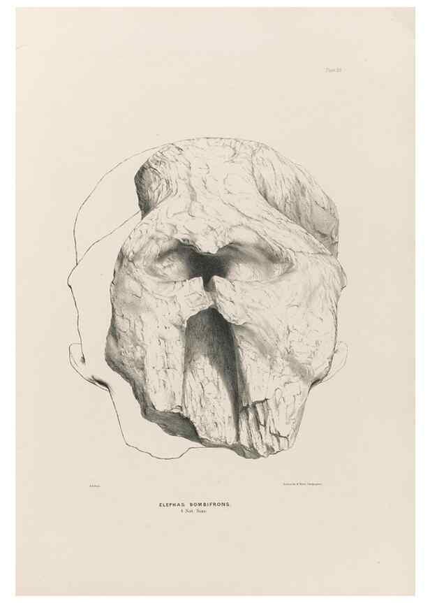 Reproducción/Reproduction 49227272998: Fauna antiqua sivalensis, being the fossil zoology of the Sewalik Hills, in the north of India. London :Smith, Elder and Co.,1846.. 