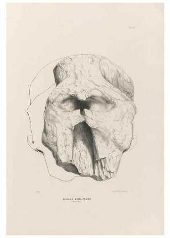 Reproducción/Reproduction 49227272998: Fauna antiqua sivalensis, being the fossil zoology of the Sewalik Hills, in the north of India. London :Smith, Elder and Co.,1846.. 