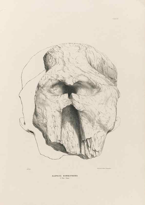 Reproducción/Reproduction 49227272998: Fauna antiqua sivalensis, being the fossil zoology of the Sewalik Hills, in the north of India. London :Smith, Elder and Co.,1846.. 