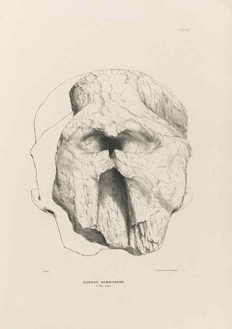 Reproducción/Reproduction 49227272998: Fauna antiqua sivalensis, being the fossil zoology of the Sewalik Hills, in the north of India. London :Smith, Elder and Co.,1846.. 