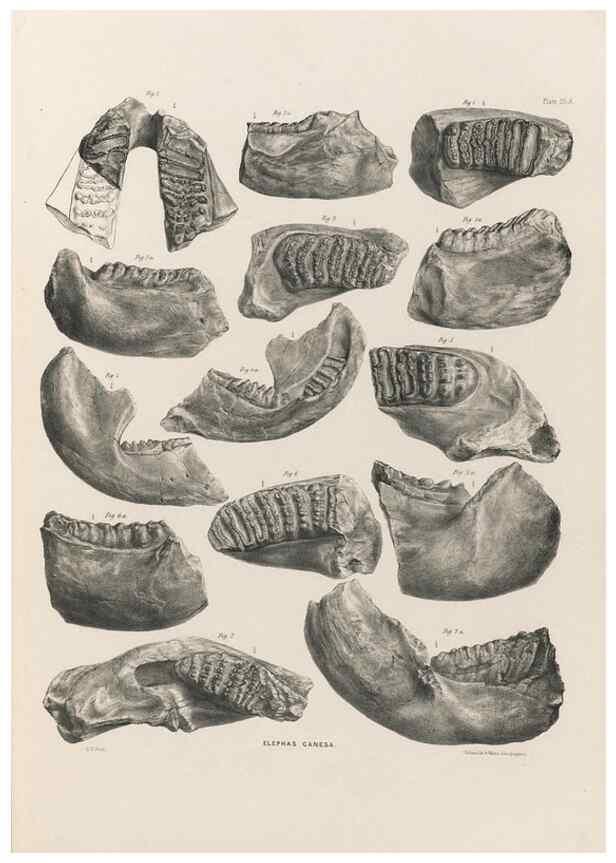 Reproducción/Reproduction 49227970162: Fauna antiqua sivalensis, being the fossil zoology of the Sewalik Hills, in the north of India. London :Smith, Elder and Co.,1846.. 