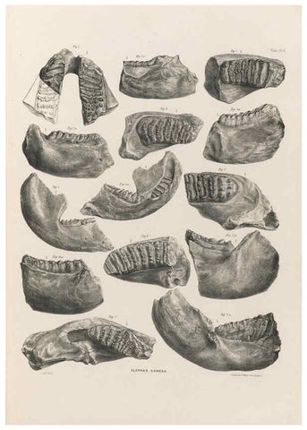 Reproducción/Reproduction 49227970162: Fauna antiqua sivalensis, being the fossil zoology of the Sewalik Hills, in the north of India. London :Smith, Elder and Co.,1846.. 