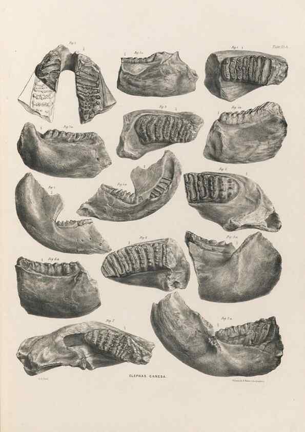 Reproducción/Reproduction 49227970162: Fauna antiqua sivalensis, being the fossil zoology of the Sewalik Hills, in the north of India. London :Smith, Elder and Co.,1846.. 