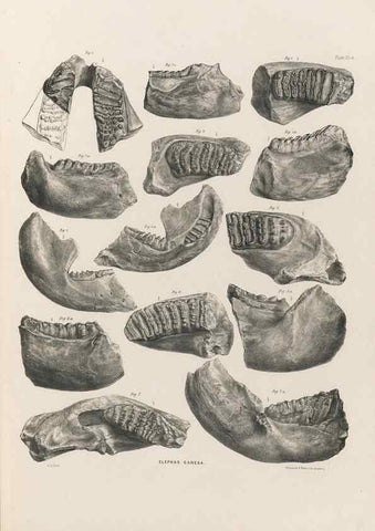 Reproducción/Reproduction 49227970162: Fauna antiqua sivalensis, being the fossil zoology of the Sewalik Hills, in the north of India. London :Smith, Elder and Co.,1846.. 