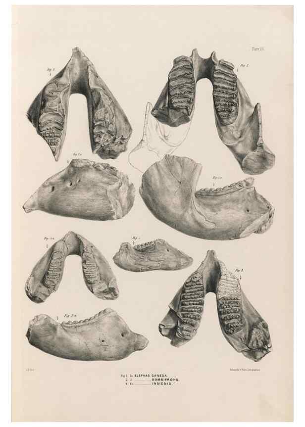 Reproducción/Reproduction 49227272018: Fauna antiqua sivalensis, being the fossil zoology of the Sewalik Hills, in the north of India. London :Smith, Elder and Co.,1846.. 