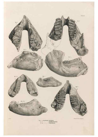 Reproducción/Reproduction 49227272018: Fauna antiqua sivalensis, being the fossil zoology of the Sewalik Hills, in the north of India. London :Smith, Elder and Co.,1846.. 