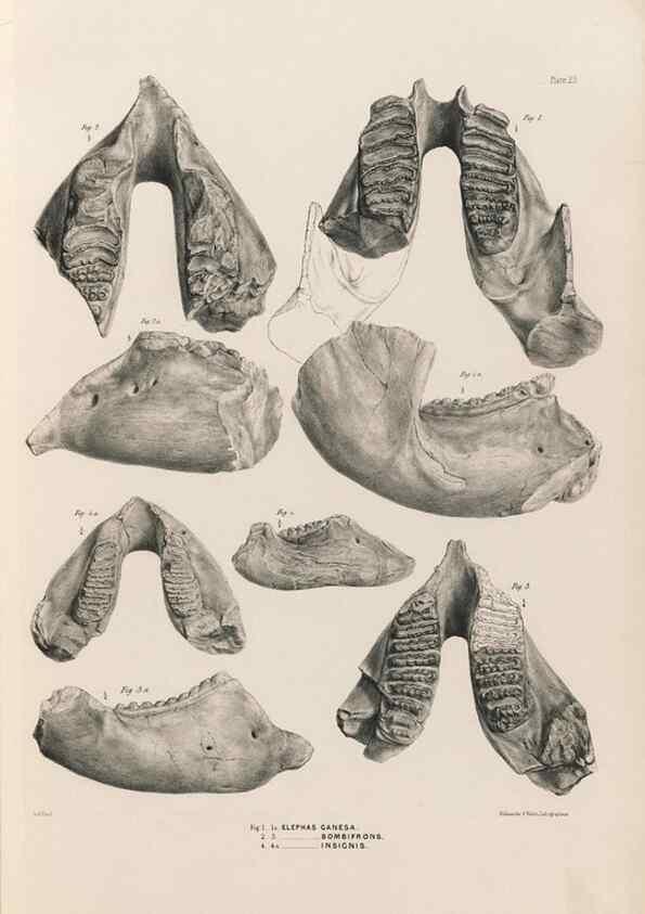 Reproducción/Reproduction 49227272018: Fauna antiqua sivalensis, being the fossil zoology of the Sewalik Hills, in the north of India. London :Smith, Elder and Co.,1846.. 