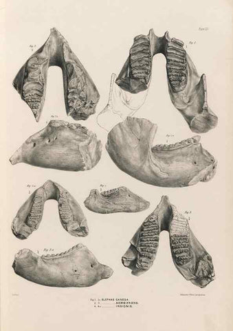 Reproducción/Reproduction 49227272018: Fauna antiqua sivalensis, being the fossil zoology of the Sewalik Hills, in the north of India. London :Smith, Elder and Co.,1846.. 