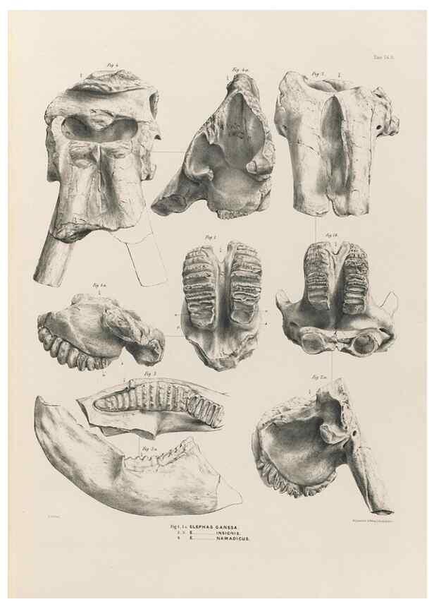 Reproducción/Reproduction 49227969177: Fauna antiqua sivalensis, being the fossil zoology of the Sewalik Hills, in the north of India. London :Smith, Elder and Co.,1846.. 