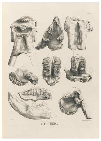 Reproducción/Reproduction 49227969177: Fauna antiqua sivalensis, being the fossil zoology of the Sewalik Hills, in the north of India. London :Smith, Elder and Co.,1846.. 