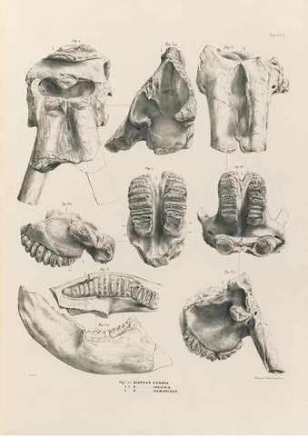 Reproducción/Reproduction 49227969177: Fauna antiqua sivalensis, being the fossil zoology of the Sewalik Hills, in the north of India. London :Smith, Elder and Co.,1846.. 