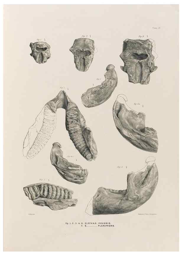 Reproducción/Reproduction 49227735761: Fauna antiqua sivalensis, being the fossil zoology of the Sewalik Hills, in the north of India. London :Smith, Elder and Co.,1846.. 