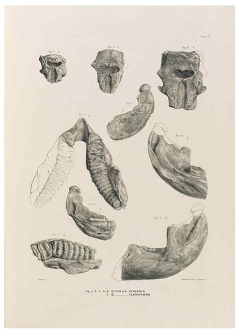 Reproducción/Reproduction 49227735761: Fauna antiqua sivalensis, being the fossil zoology of the Sewalik Hills, in the north of India. London :Smith, Elder and Co.,1846.. 