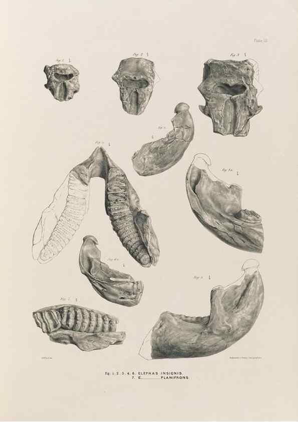 Reproducción/Reproduction 49227735761: Fauna antiqua sivalensis, being the fossil zoology of the Sewalik Hills, in the north of India. London :Smith, Elder and Co.,1846.. 