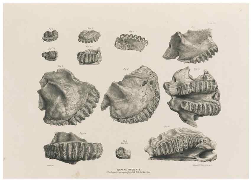 Reproducción/Reproduction 49227962692: Fauna antiqua sivalensis, being the fossil zoology of the Sewalik Hills, in the north of India. London :Smith, Elder and Co.,1846.. 