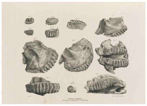 Reproducción/Reproduction 49227962692: Fauna antiqua sivalensis, being the fossil zoology of the Sewalik Hills, in the north of India. London :Smith, Elder and Co.,1846.. 
