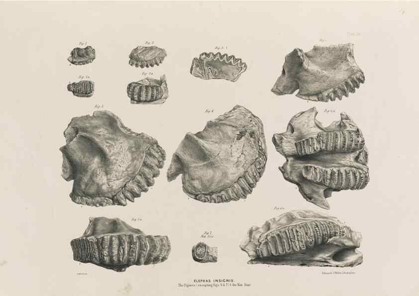 Reproducción/Reproduction 49227962692: Fauna antiqua sivalensis, being the fossil zoology of the Sewalik Hills, in the north of India. London :Smith, Elder and Co.,1846.. 