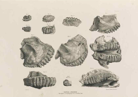 Reproducción/Reproduction 49227962692: Fauna antiqua sivalensis, being the fossil zoology of the Sewalik Hills, in the north of India. London :Smith, Elder and Co.,1846.. 