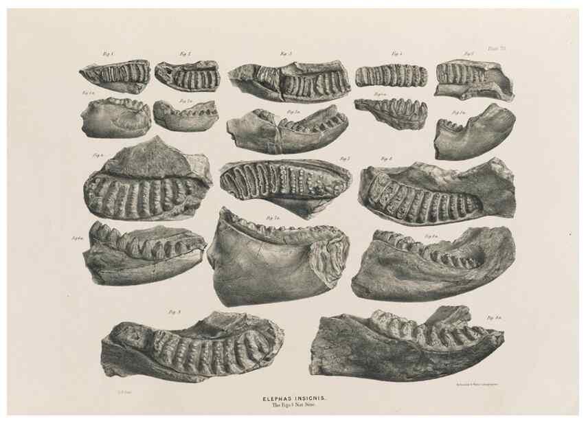 Reproducción/Reproduction 49227265408: Fauna antiqua sivalensis, being the fossil zoology of the Sewalik Hills, in the north of India. London :Smith, Elder and Co.,1846.. 