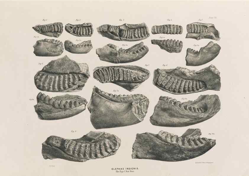 Reproducción/Reproduction 49227265408: Fauna antiqua sivalensis, being the fossil zoology of the Sewalik Hills, in the north of India. London :Smith, Elder and Co.,1846.. 