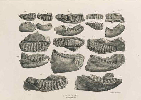 Reproducción/Reproduction 49227265408: Fauna antiqua sivalensis, being the fossil zoology of the Sewalik Hills, in the north of India. London :Smith, Elder and Co.,1846.. 