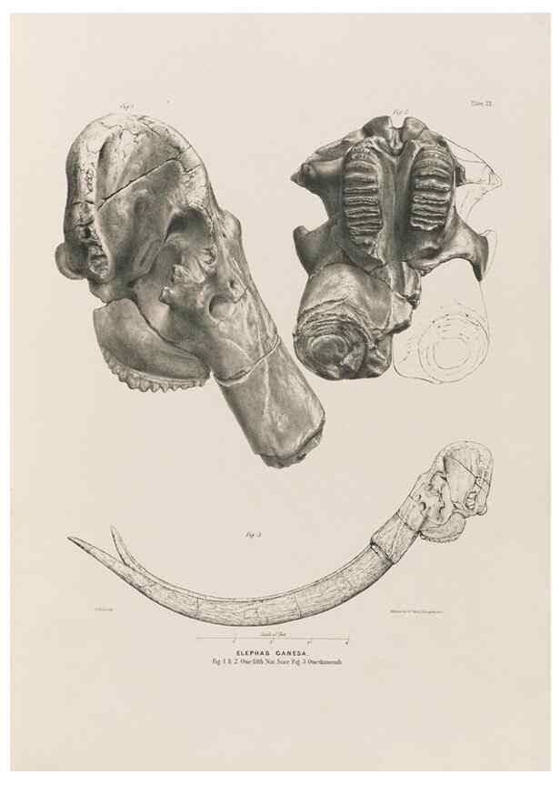 Reproducción/Reproduction 49227266478: Fauna antiqua sivalensis, being the fossil zoology of the Sewalik Hills, in the north of India. London :Smith, Elder and Co.,1846.. 