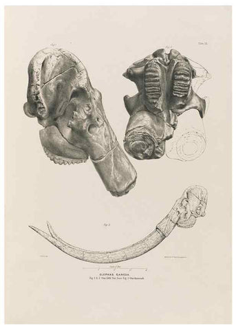 Reproducción/Reproduction 49227266478: Fauna antiqua sivalensis, being the fossil zoology of the Sewalik Hills, in the north of India. London :Smith, Elder and Co.,1846.. 