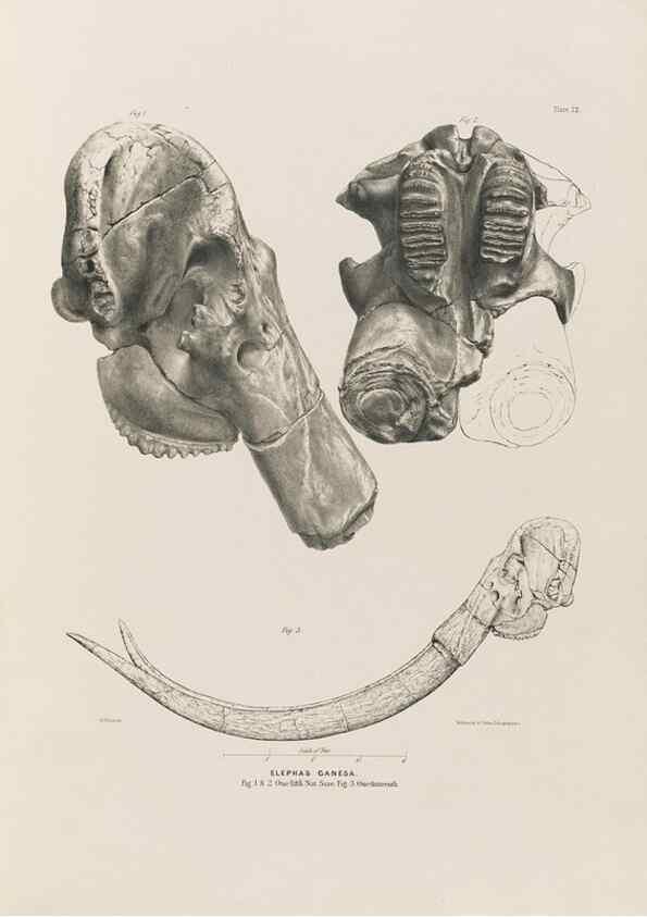 Reproducción/Reproduction 49227266478: Fauna antiqua sivalensis, being the fossil zoology of the Sewalik Hills, in the north of India. London :Smith, Elder and Co.,1846.. 