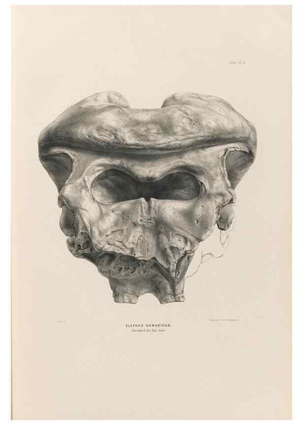 Reproducción/Reproduction 49227266943: Fauna antiqua sivalensis, being the fossil zoology of the Sewalik Hills, in the north of India. London :Smith, Elder and Co.,1846.. 