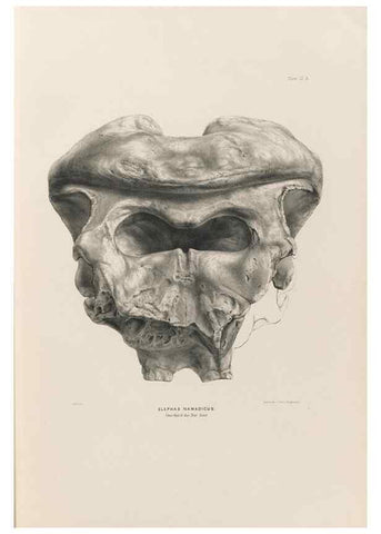 Reproducción/Reproduction 49227266943: Fauna antiqua sivalensis, being the fossil zoology of the Sewalik Hills, in the north of India. London :Smith, Elder and Co.,1846.. 