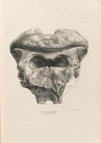 Reproducción/Reproduction 49227266943: Fauna antiqua sivalensis, being the fossil zoology of the Sewalik Hills, in the north of India. London :Smith, Elder and Co.,1846.. 