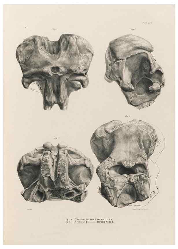 Reproducción/Reproduction 49227738236: Fauna antiqua sivalensis, being the fossil zoology of the Sewalik Hills, in the north of India. London :Smith, Elder and Co.,1846.. 