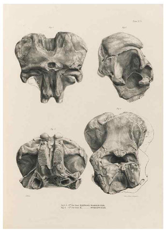 Reproducción/Reproduction 49227738236: Fauna antiqua sivalensis, being the fossil zoology of the Sewalik Hills, in the north of India. London :Smith, Elder and Co.,1846.. 