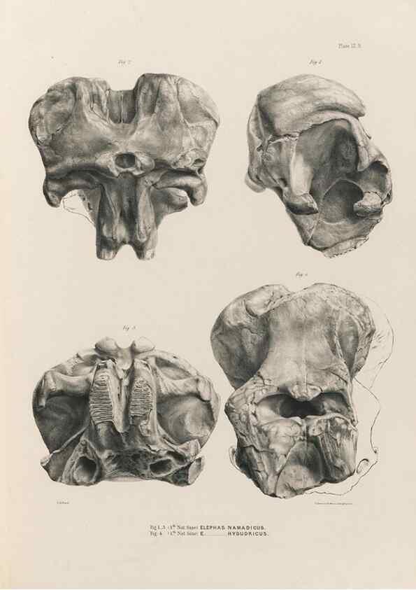 Reproducción/Reproduction 49227738236: Fauna antiqua sivalensis, being the fossil zoology of the Sewalik Hills, in the north of India. London :Smith, Elder and Co.,1846.. 