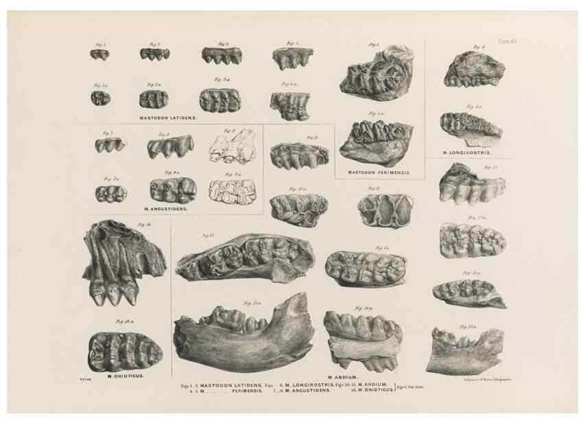 Reproducción/Reproduction 49227750631: Fauna antiqua sivalensis, being the fossil zoology of the Sewalik Hills, in the north of India. London :Smith, Elder and Co.,1846.. 