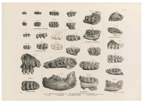 Reproducción/Reproduction 49227750631: Fauna antiqua sivalensis, being the fossil zoology of the Sewalik Hills, in the north of India. London :Smith, Elder and Co.,1846.. 