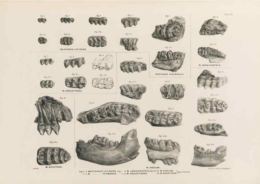 Reproducción/Reproduction 49227750631: Fauna antiqua sivalensis, being the fossil zoology of the Sewalik Hills, in the north of India. London :Smith, Elder and Co.,1846.. 