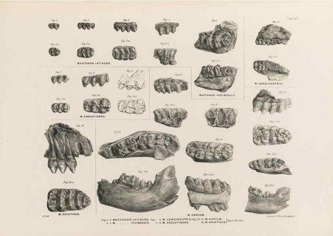 Reproducción/Reproduction 49227750631: Fauna antiqua sivalensis, being the fossil zoology of the Sewalik Hills, in the north of India. London :Smith, Elder and Co.,1846.. 