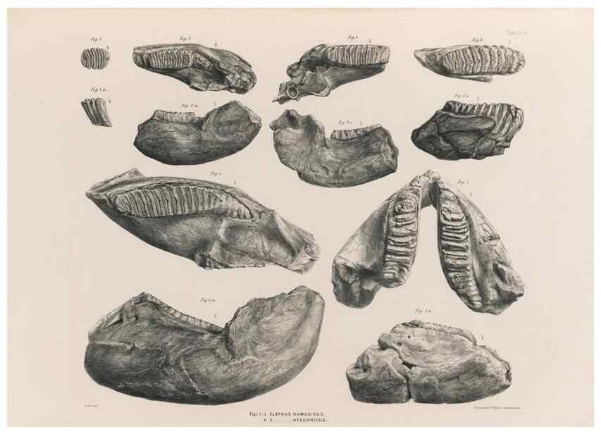 Reproducción/Reproduction 49227738671: Fauna antiqua sivalensis, being the fossil zoology of the Sewalik Hills, in the north of India. London :Smith, Elder and Co.,1846.. 