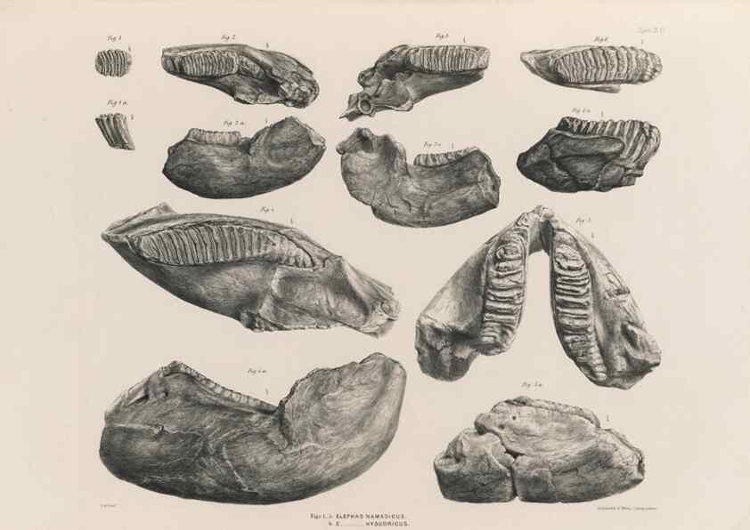 Reproducción/Reproduction 49227738671: Fauna antiqua sivalensis, being the fossil zoology of the Sewalik Hills, in the north of India. London :Smith, Elder and Co.,1846.. 