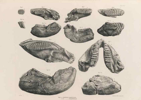 Reproducción/Reproduction 49227738671: Fauna antiqua sivalensis, being the fossil zoology of the Sewalik Hills, in the north of India. London :Smith, Elder and Co.,1846.. 