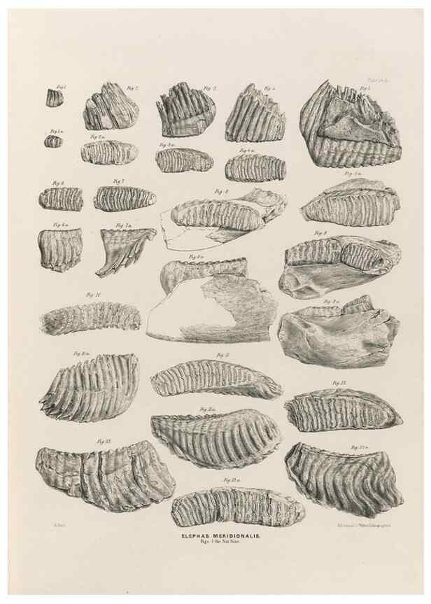 Reproducción/Reproduction 49227268633: Fauna antiqua sivalensis, being the fossil zoology of the Sewalik Hills, in the north of India. London :Smith, Elder and Co.,1846.. 
