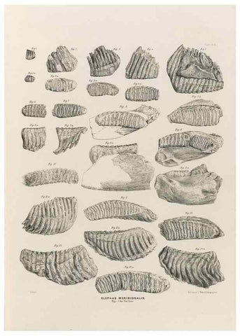 Reproducción/Reproduction 49227268633: Fauna antiqua sivalensis, being the fossil zoology of the Sewalik Hills, in the north of India. London :Smith, Elder and Co.,1846.. 