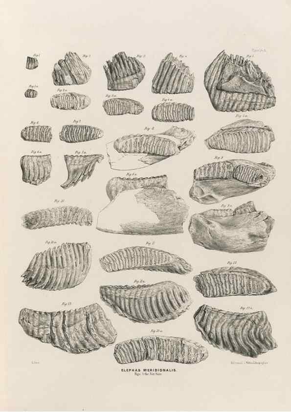 Reproducción/Reproduction 49227268633: Fauna antiqua sivalensis, being the fossil zoology of the Sewalik Hills, in the north of India. London :Smith, Elder and Co.,1846.. 