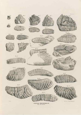 Reproducción/Reproduction 49227268633: Fauna antiqua sivalensis, being the fossil zoology of the Sewalik Hills, in the north of India. London :Smith, Elder and Co.,1846.. 