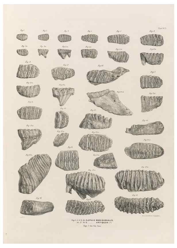 Reproducción/Reproduction 49227739936: Fauna antiqua sivalensis, being the fossil zoology of the Sewalik Hills, in the north of India. London :Smith, Elder and Co.,1846.. 