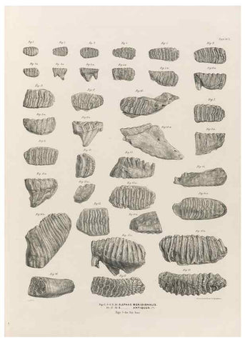 Reproducción/Reproduction 49227739936: Fauna antiqua sivalensis, being the fossil zoology of the Sewalik Hills, in the north of India. London :Smith, Elder and Co.,1846.. 