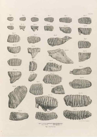Reproducción/Reproduction 49227739936: Fauna antiqua sivalensis, being the fossil zoology of the Sewalik Hills, in the north of India. London :Smith, Elder and Co.,1846.. 