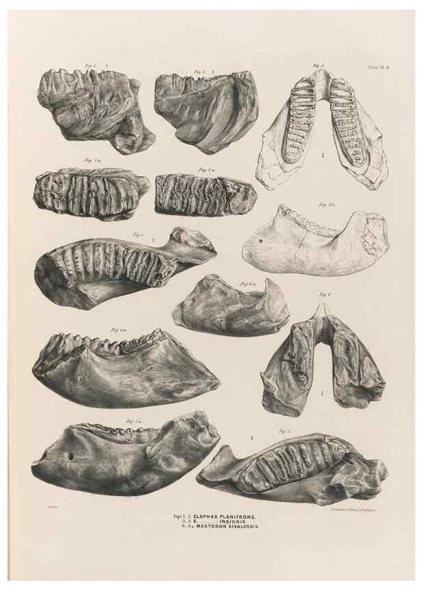 Reproducción/Reproduction 49227740506: Fauna antiqua sivalensis, being the fossil zoology of the Sewalik Hills, in the north of India. London :Smith, Elder and Co.,1846.. 